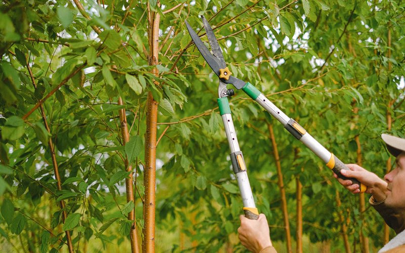 Tree trimming in Saint Ansgar, IA