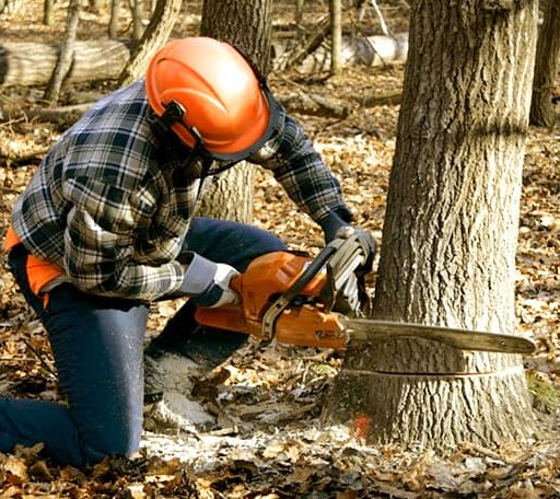 Tree Removal in Saint Ansgar, IA
